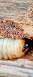 INSECTICIDE TERMICIDE MÉRULE