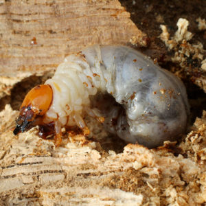 Insecticide, termicide, mérule